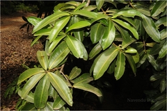 Mammea suriga